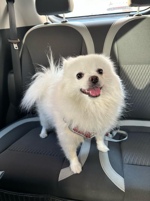 解说PYL分享生活照片：洗狗等一年